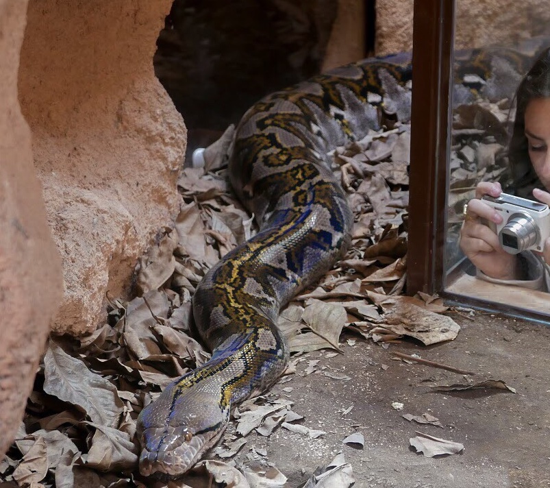Crocoparc-Pythons-et-anacondas-1-1