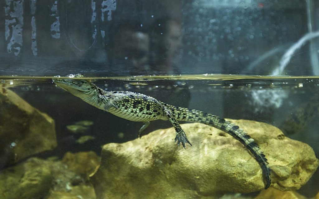Crocoparc-bébés-crocodiles_3145_2