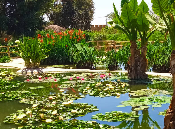 Paysage parc aux crocodiles