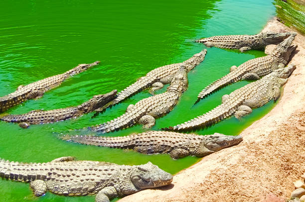 Crocodiles
