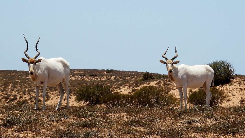 Mendesantilope_Addax_P6204521