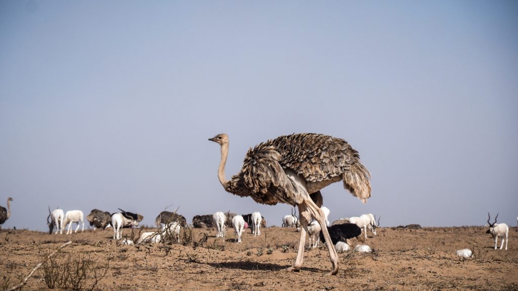 souss_massa_morocco-8-scaled